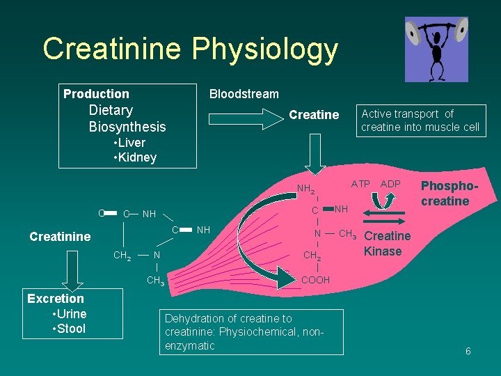 Creatinine Physiology Production Bloodstream Dietary Biosynthesis Active transport of creatine into muscle cell Creatine