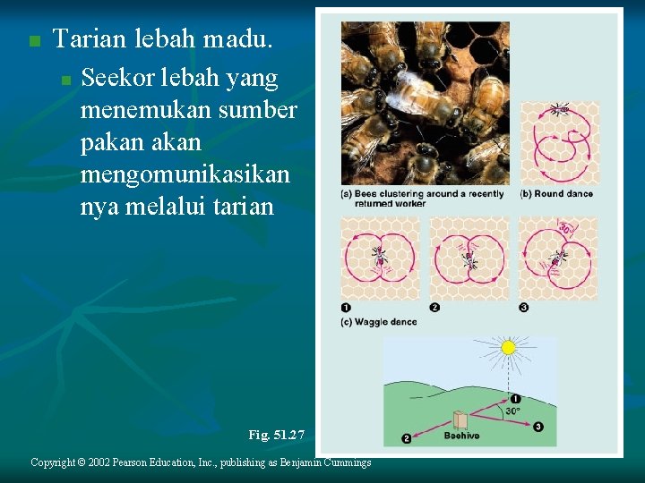 n Tarian lebah madu. n Seekor lebah yang menemukan sumber pakan mengomunikasikan nya melalui