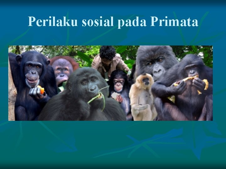 Perilaku sosial pada Primata 