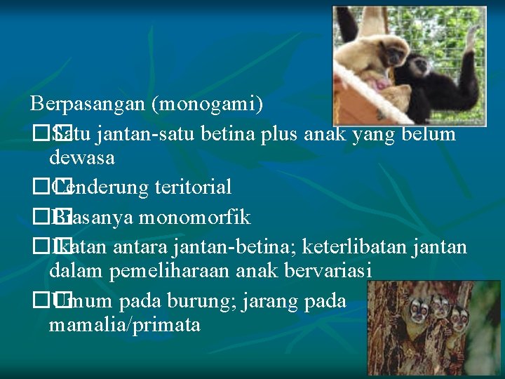 Berpasangan (monogami) �� Satu jantan-satu betina plus anak yang belum dewasa �� Cenderung teritorial