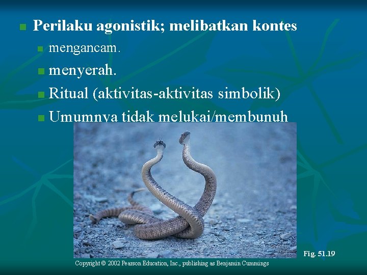 n Perilaku agonistik; melibatkan kontes n mengancam. menyerah. n Ritual (aktivitas-aktivitas simbolik) n Umumnya