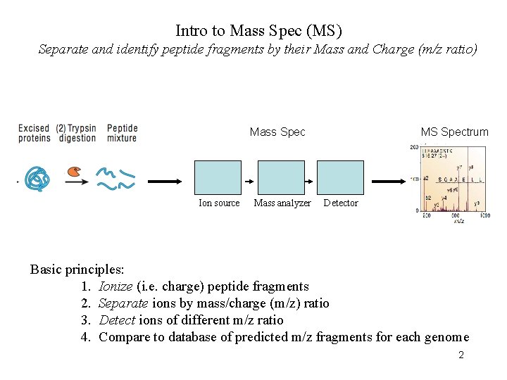 Intro to Mass Spec (MS) Separate and identify peptide fragments by their Mass and