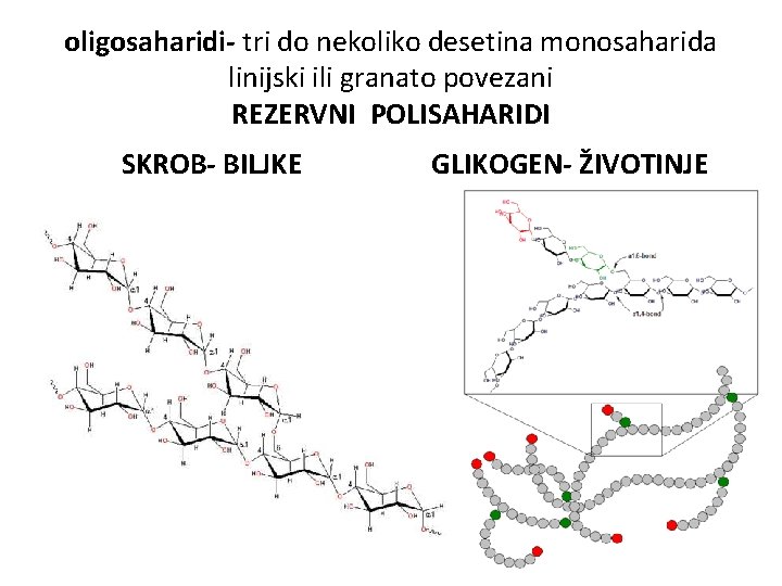 oligosaharidi- tri do nekoliko desetina monosaharida linijski ili granato povezani REZERVNI POLISAHARIDI SKROB- BILJKE