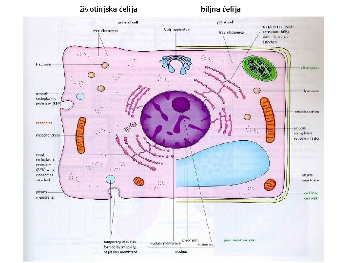 životinjska ćelija biljna ćelija 