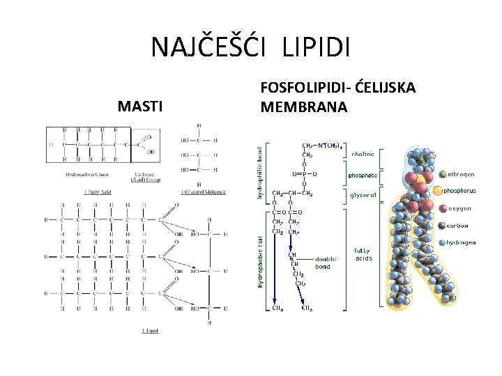 NAJČEŠĆI LIPIDI MASTI FOSFOLIPIDI- ĆELIJSKA MEMBRANA 