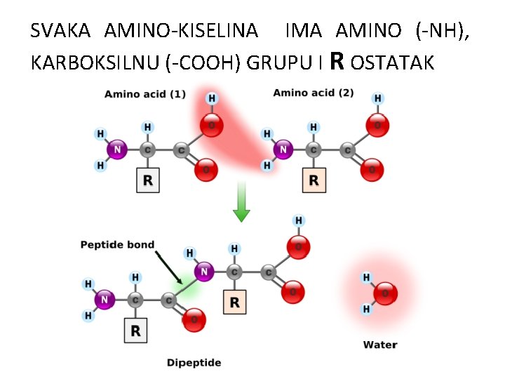 SVAKA AMINO-KISELINA IMA AMINO (-NH), KARBOKSILNU (-COOH) GRUPU I R OSTATAK 