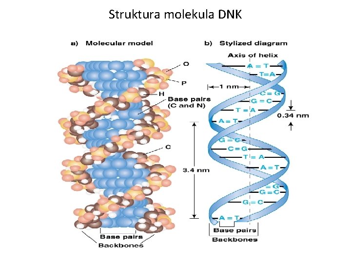 Struktura molekula DNK • Fig. 1. 1 DNA 