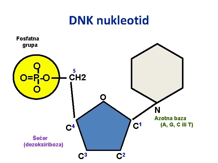 DNK nukleotid Fosfatna grupa O O=P-O O 5 CH 2 O N C 1