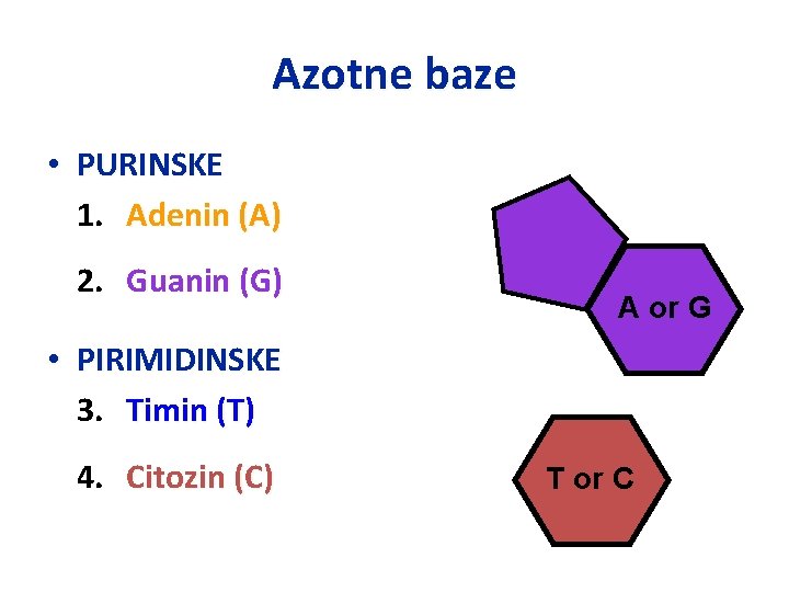 Azotne baze • PURINSKE 1. Adenin (A) 2. Guanin (G) A or G •