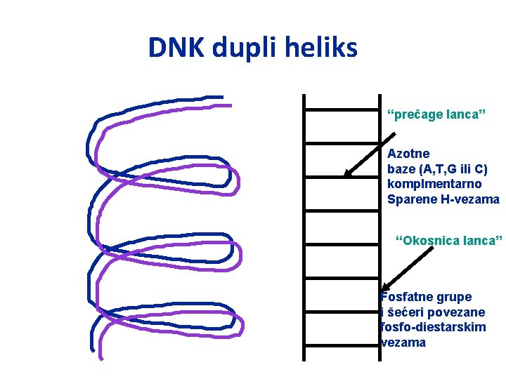DNK dupli heliks “prečage lanca” Azotne baze (A, T, G ili C) komplmentarno Sparene