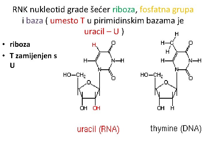 RNK nukleotid grade šećer riboza, fosfatna grupa i baza ( umesto T u pirimidinskim
