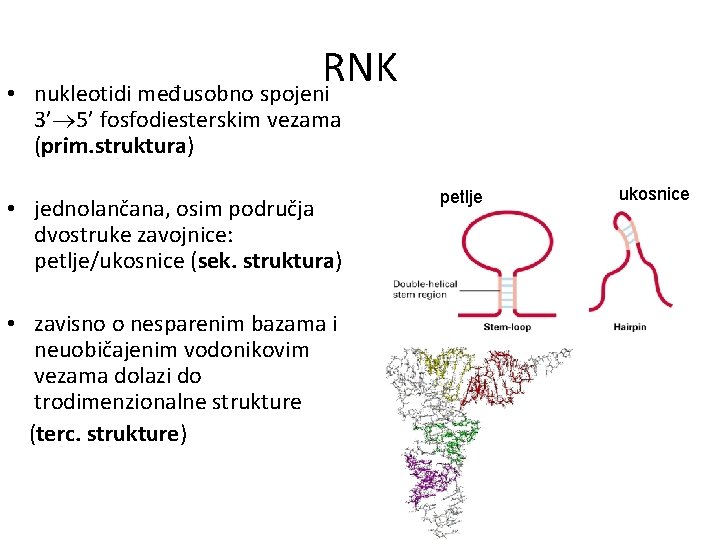  • RNK nukleotidi međusobno spojeni 3’ 5’ fosfodiesterskim vezama (prim. struktura) • jednolančana,