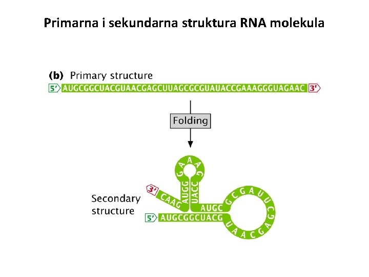 Primarna i sekundarna struktura RNA molekula 