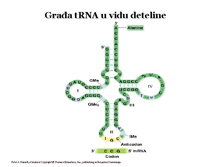 Građa t. RNA u vidu deteline Peter J. Russell, i. Genetics: Copyright © Pearson