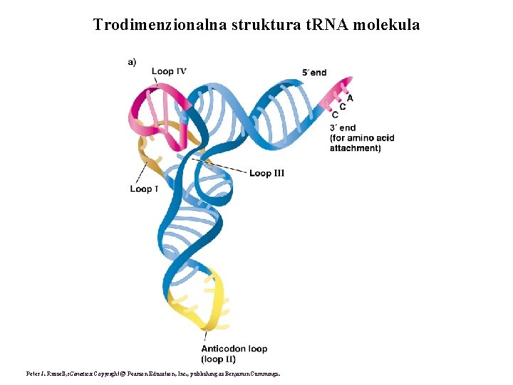 Trodimenzionalna struktura t. RNA molekula Peter J. Russell, i. Genetics: Copyright © Pearson Education,