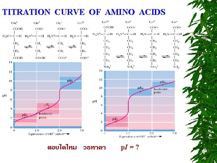 TITRATION CURVE OF AMINO ACIDS ตอบไดไหม วธหาคา p. I = ? 