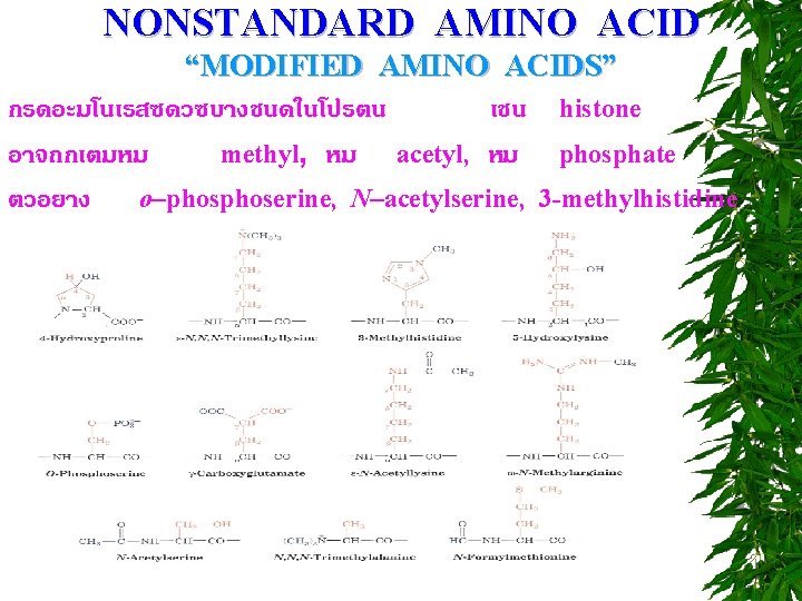 NONSTANDARD AMINO ACID “MODIFIED AMINO ACIDS” กรดอะมโนเรสซดวซบางชนดในโปรตน เชน histone อาจถกเตมหม methyl, หม acetyl, หม