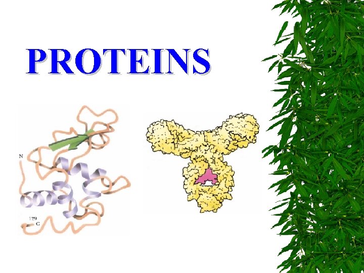 PROTEINS 