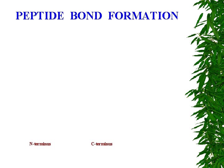 PEPTIDE BOND FORMATION N-terminus C-terminus 