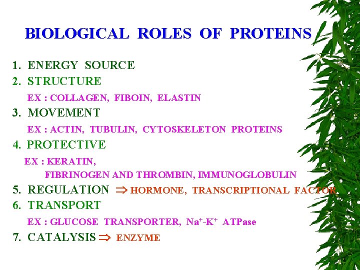 BIOLOGICAL ROLES OF PROTEINS 1. ENERGY SOURCE 2. STRUCTURE EX : COLLAGEN, FIBOIN, ELASTIN