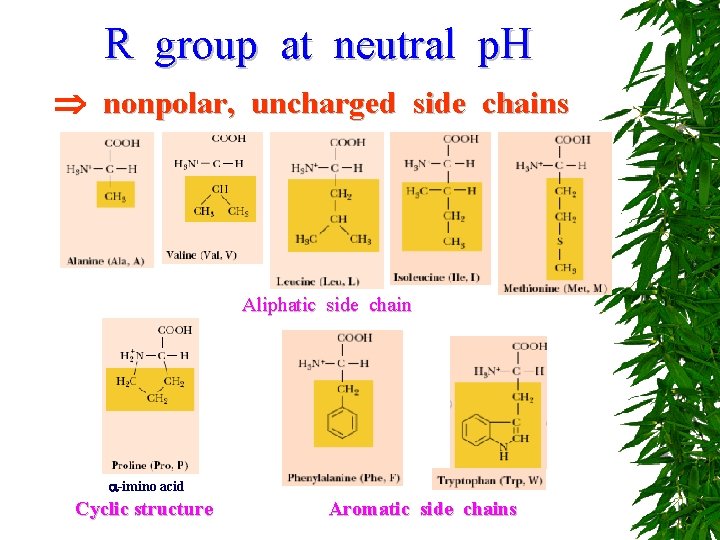 R group at neutral p. H nonpolar, uncharged side chains Aliphatic side chain -imino