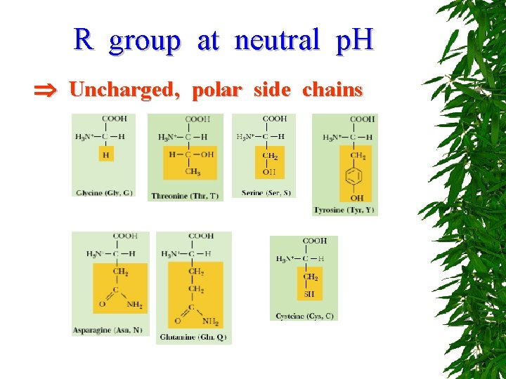 R group at neutral p. H Uncharged, polar side chains 