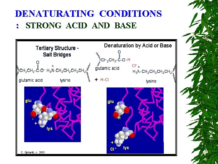 DENATURATING CONDITIONS : STRONG ACID AND BASE 