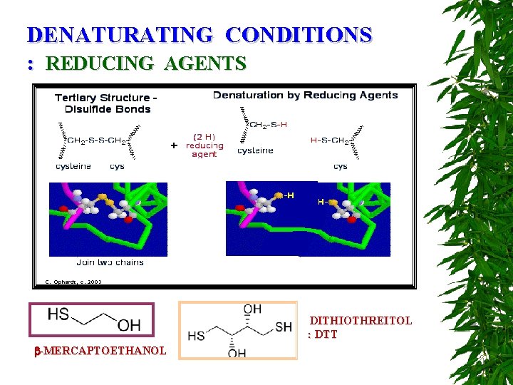 DENATURATING CONDITIONS : REDUCING AGENTS DITHIOTHREITOL : DTT -MERCAPTOETHANOL 