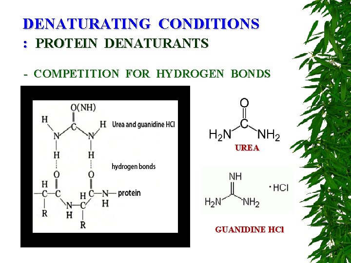 DENATURATING CONDITIONS : PROTEIN DENATURANTS - COMPETITION FOR HYDROGEN BONDS UREA GUANIDINE HCl 