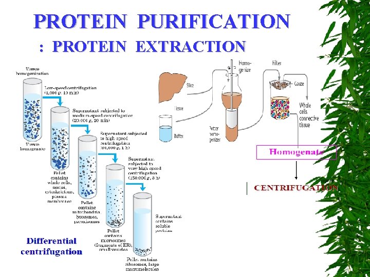 PROTEIN PURIFICATION : PROTEIN EXTRACTION 