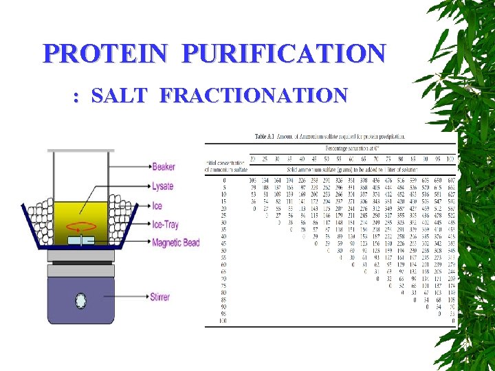PROTEIN PURIFICATION : SALT FRACTIONATION 