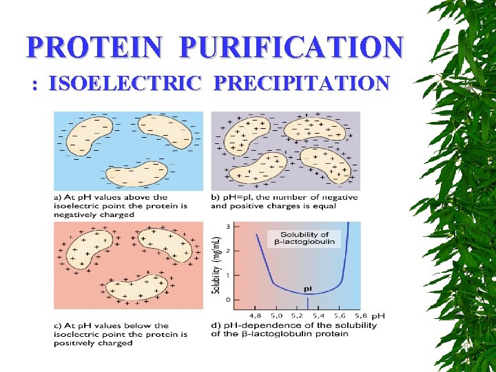 PROTEIN PURIFICATION : ISOELECTRIC PRECIPITATION 