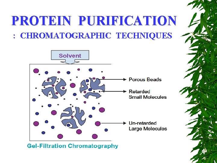 PROTEIN PURIFICATION : CHROMATOGRAPHIC TECHNIQUES 