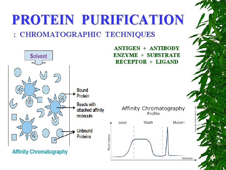 PROTEIN PURIFICATION : CHROMATOGRAPHIC TECHNIQUES ANTIGEN + ANTIBODY ENZYME + SUBSTRATE RECEPTOR + LIGAND