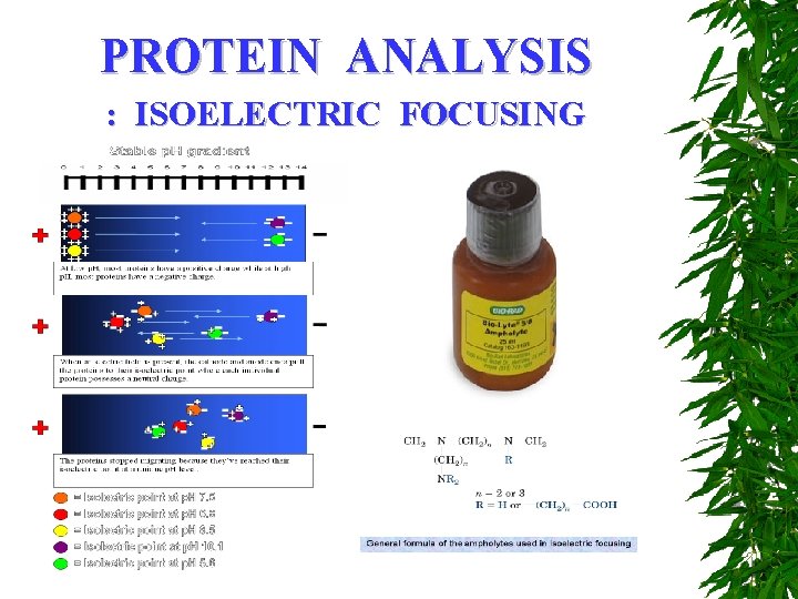 PROTEIN ANALYSIS : ISOELECTRIC FOCUSING 