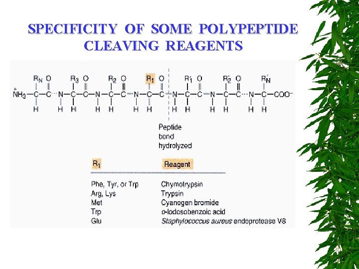 SPECIFICITY OF SOME POLYPEPTIDE CLEAVING REAGENTS 