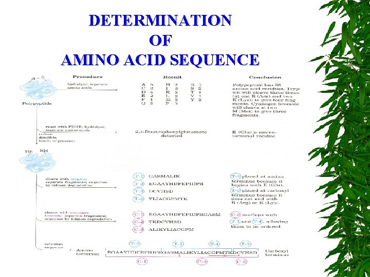 DETERMINATION OF AMINO ACID SEQUENCE 