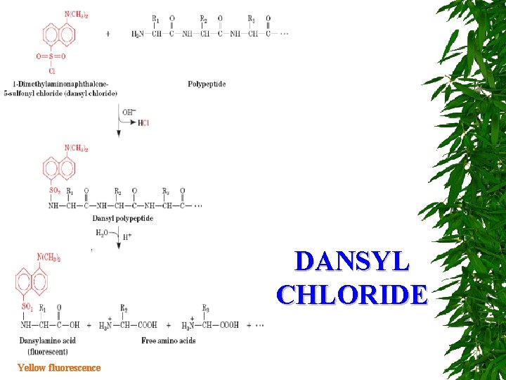 DANSYL CHLORIDE Yellow fluorescence 