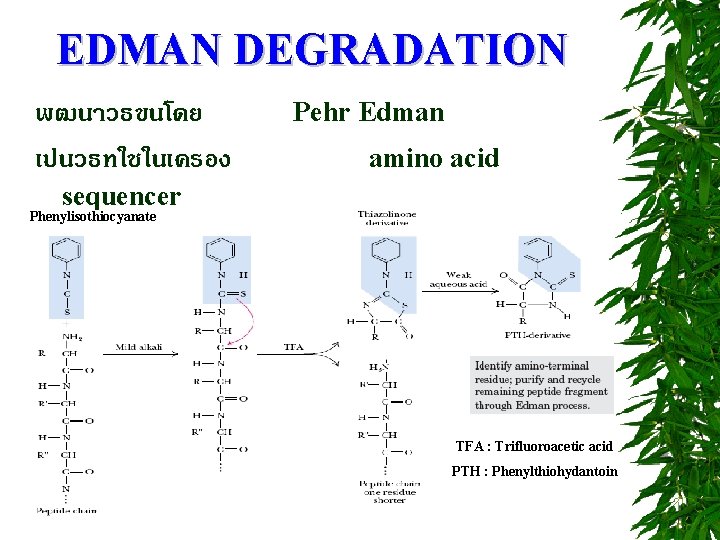EDMAN DEGRADATION พฒนาวธขนโดย เปนวธทใชในเครอง Pehr Edman amino acid sequencer Phenylisothiocyanate TFA : Trifluoroacetic acid