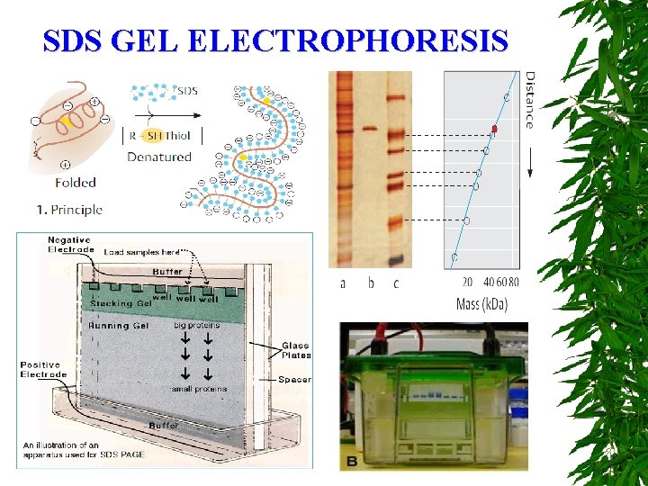 SDS GEL ELECTROPHORESIS 