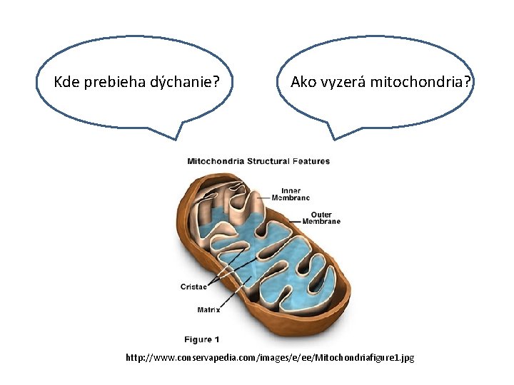 Kde prebieha dýchanie? Ako vyzerá mitochondria? http: //www. conservapedia. com/images/e/ee/Mitochondriafigure 1. jpg 
