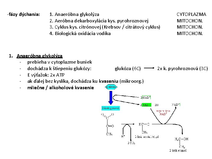 -fázy dýchania: 1. Anaeróbna glykolýza 2. Aeróbna dekarboxylácia kys. pyrohroznovej 3. Cyklus kys. citrónovej