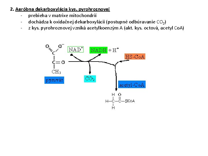 2. Aeróbna dekarboxylácia kys. pyrohroznovej - prebieha v matrixe mitochondrií - dochádza k oxidačnej
