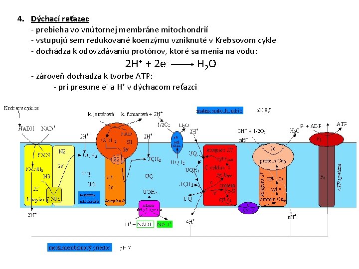 4. Dýchací reťazec - prebieha vo vnútornej membráne mitochondrií - vstupujú sem redukované koenzýmu