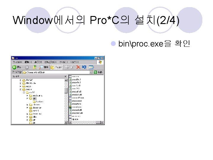 Window에서의 Pro*C의 설치(2/4) l binproc. exe을 확인 