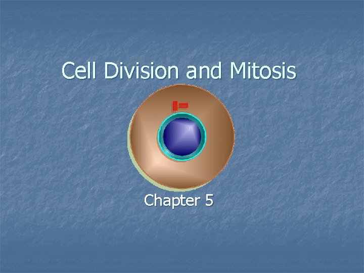 Cell Division and Mitosis Chapter 5 Cell Division and Mitosis Chapter 5