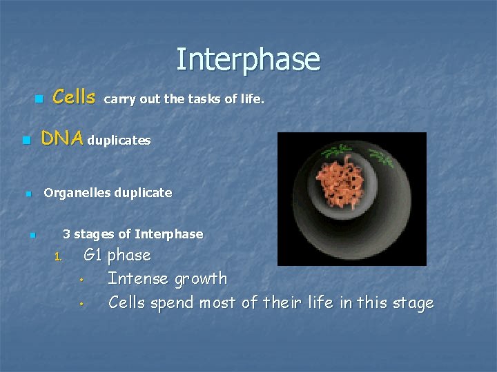 Interphase n n Cells carry out the tasks of life. DNA duplicates Organelles duplicate Interphase n n Cells carry out the tasks of life. DNA duplicates Organelles duplicate