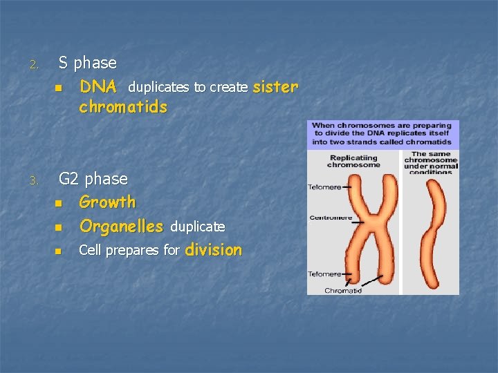 2. S phase n DNA duplicates to create sister chromatids 3. G 2 phase 2. S phase n DNA duplicates to create sister chromatids 3. G 2 phase
