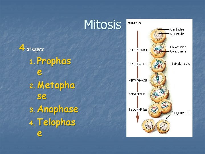 Mitosis 4 stages 1. Prophas e 2. Metapha se 3. Anaphase 4. Telophas e Mitosis 4 stages 1. Prophas e 2. Metapha se 3. Anaphase 4. Telophas e