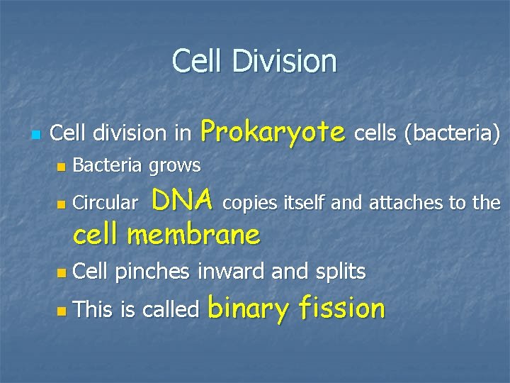 Cell Division n Cell division in Prokaryote cells (bacteria) n Bacteria grows n Circular Cell Division n Cell division in Prokaryote cells (bacteria) n Bacteria grows n Circular
